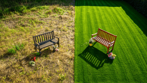 comment refaire une pelouse