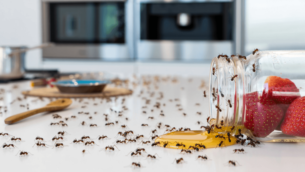 Comment se débarrasser des fourmis à la maison sans produits chimiques ? 10 astuces !