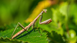 mante religieuse danger