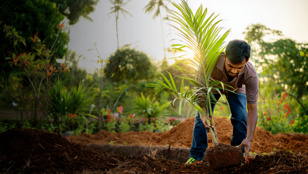quand planter palmier