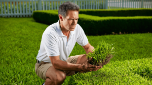 gazon anglais inconvénients