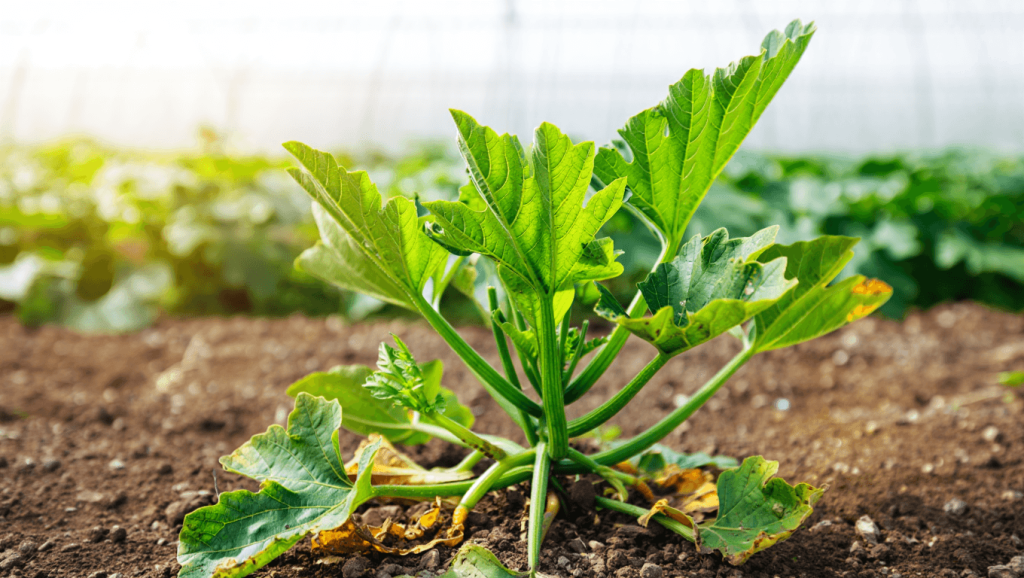 feuillage courgette