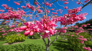 arbre de judée inconvénients