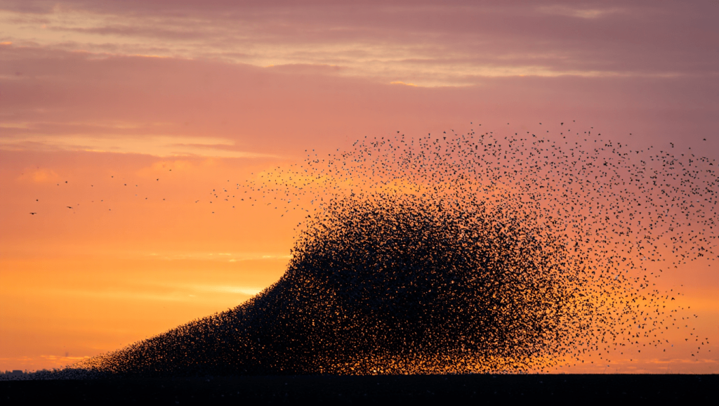 étourneau migration