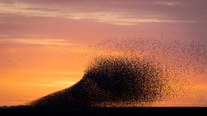 étourneau migration