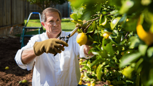 comment tailler citronnier