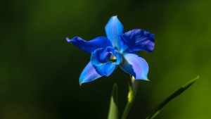 orchidée bleu