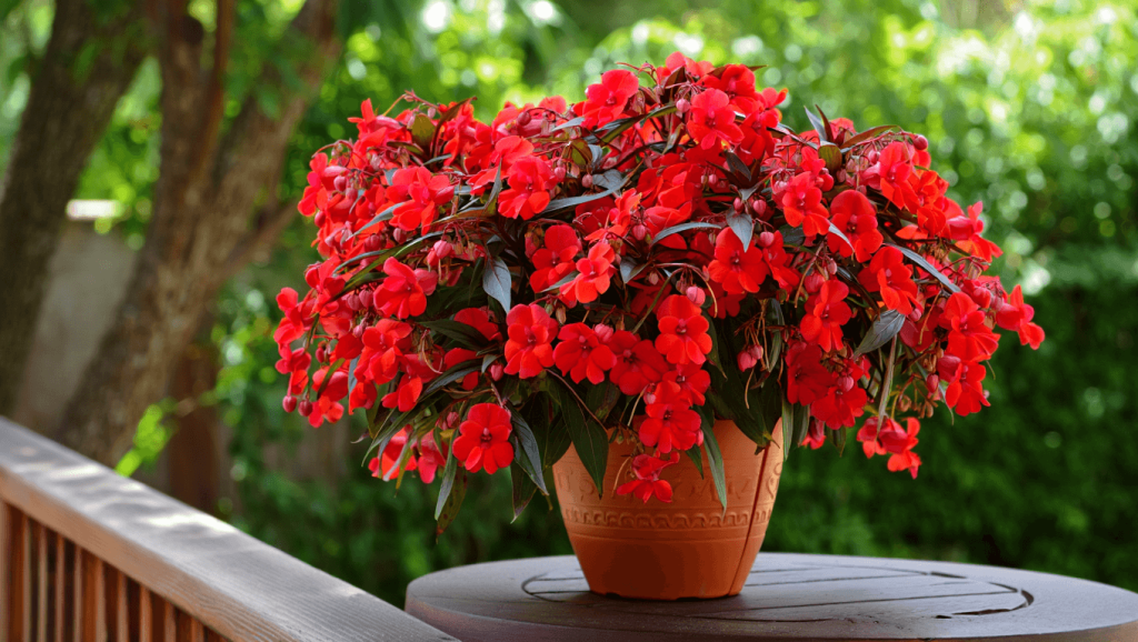 impatiens goutte de sang