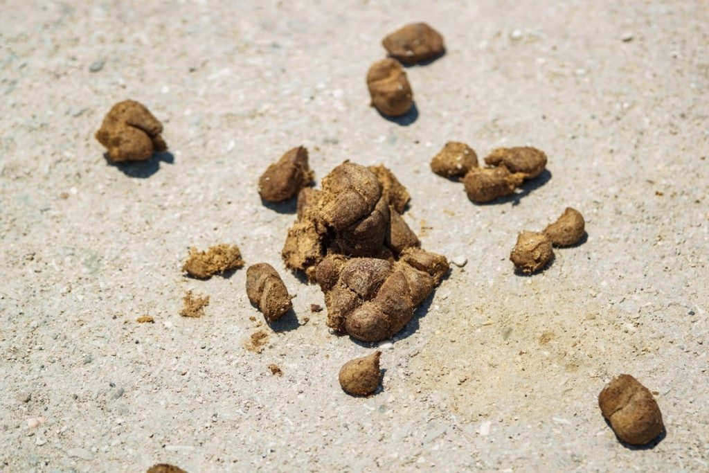 crottes d