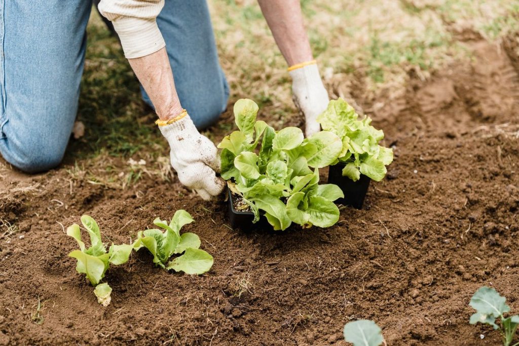 quand planter des salades