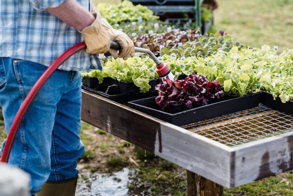 arroser le potager