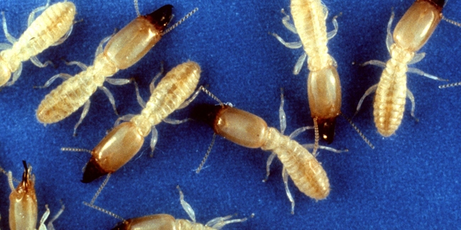 Les termites, redoutables insectes xylophages des maisons
