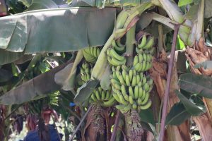 bananiers en hiver