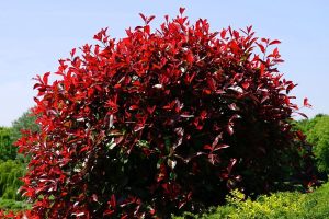 photinia maladie photo