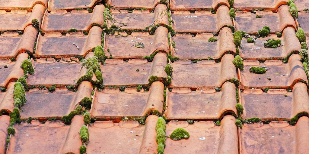 Pourquoi, quand et comment démousser et nettoyer sa toiture ?
