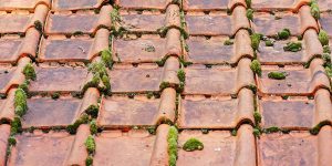 Pourquoi, quand et comment démousser et nettoyer sa toiture ?