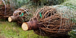 Comment choisir son sapin de Noël ? Quelle est la variété la plus adaptée ?