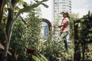 Potager City : comment profiter facilement de fruits et légumes frais chez soi