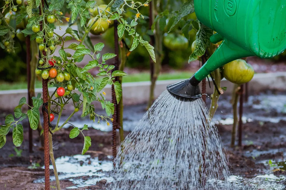 Potager avec plants de tomates et un arrosoir sur une table de jardin