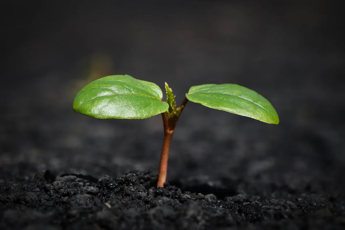 Racines d'ail en sol meuble montrant l'implantation hivernale