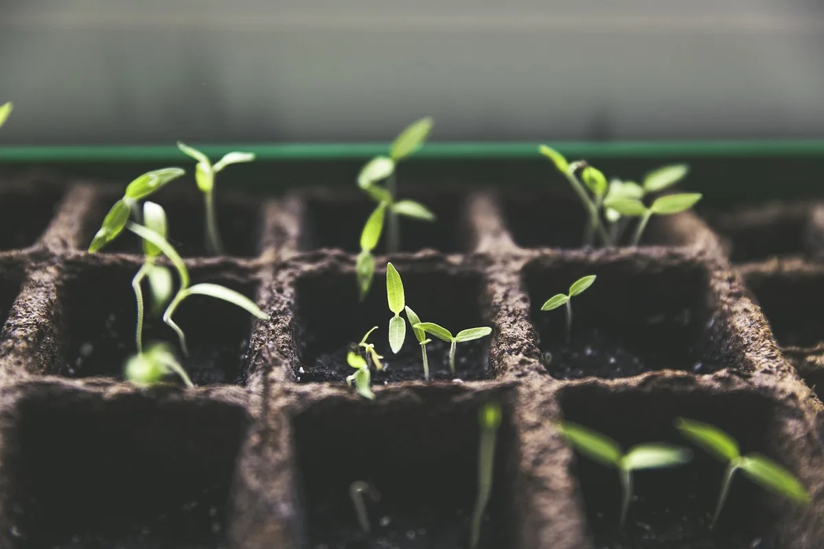 Jeune lit de jardin au printemps, sol tiède prêt pour la plantation