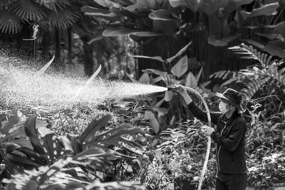 Arrosoir versant de l'eau le long de rangs paillés